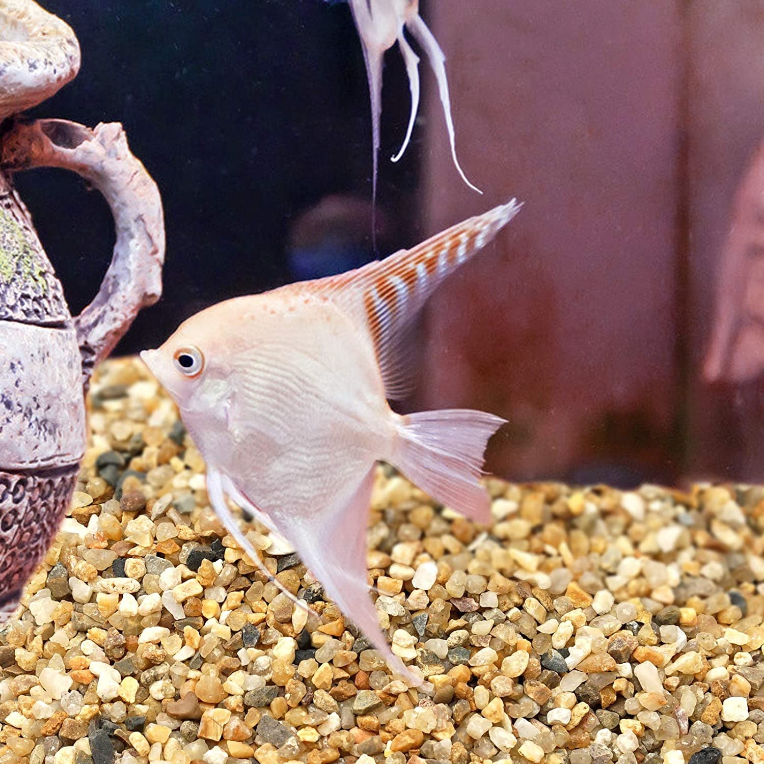 Coarse Sand Stone - Succulents and Cactus Bonsai DIY Projects Rocks, Decorative Gravel for Plants and Vases Fillers,Terrarium, Fairy Gardening, Natural Stone Top Dressing for Potted Plants.1.6Lb